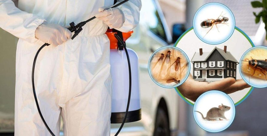 Şenkaya Böcek İlaçlama